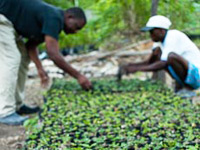 Haiti Environment Reforestation